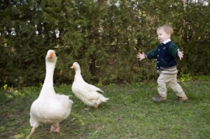 Húsvét, állatsimogató